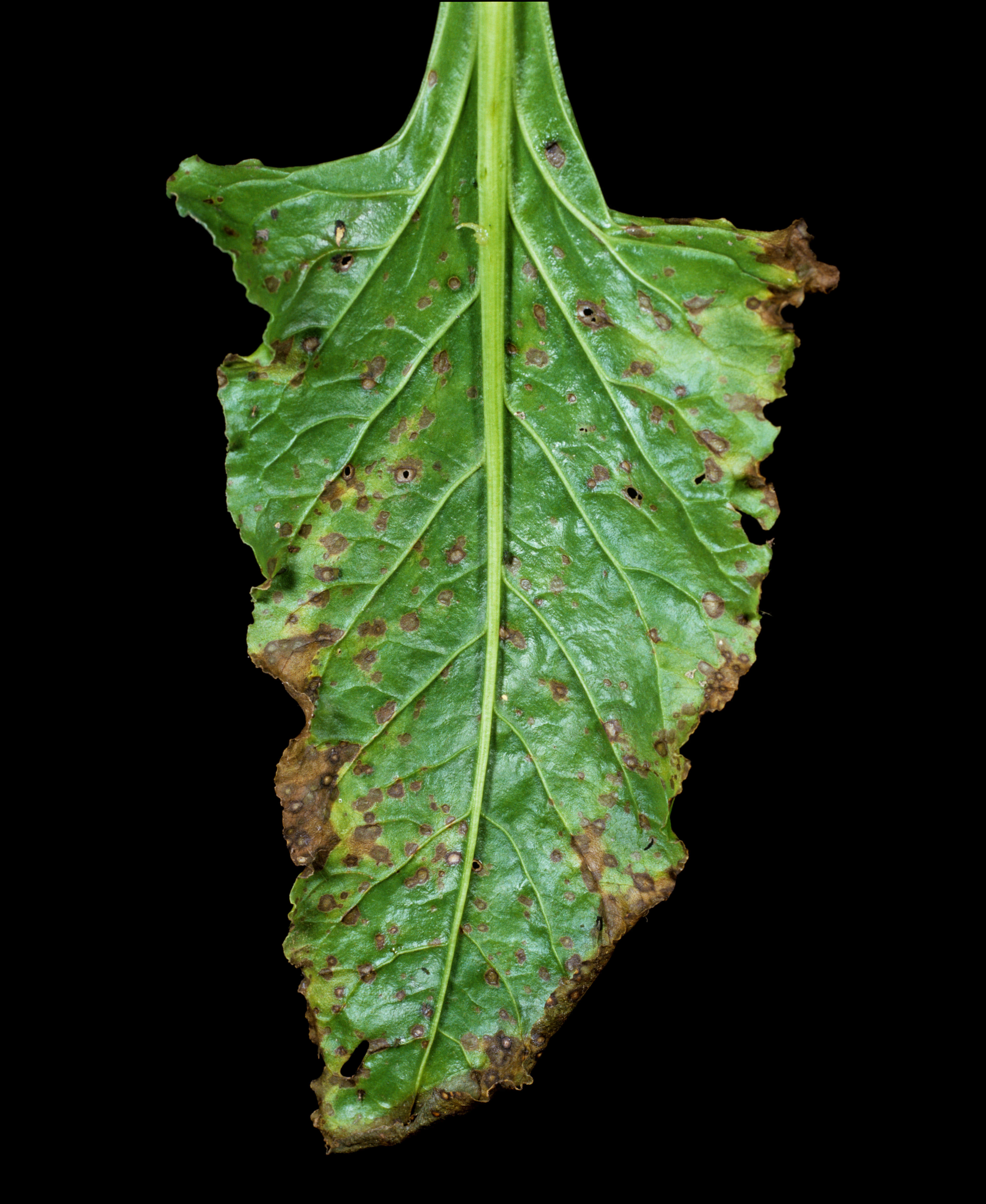 Frunză atacată de cercosporioză