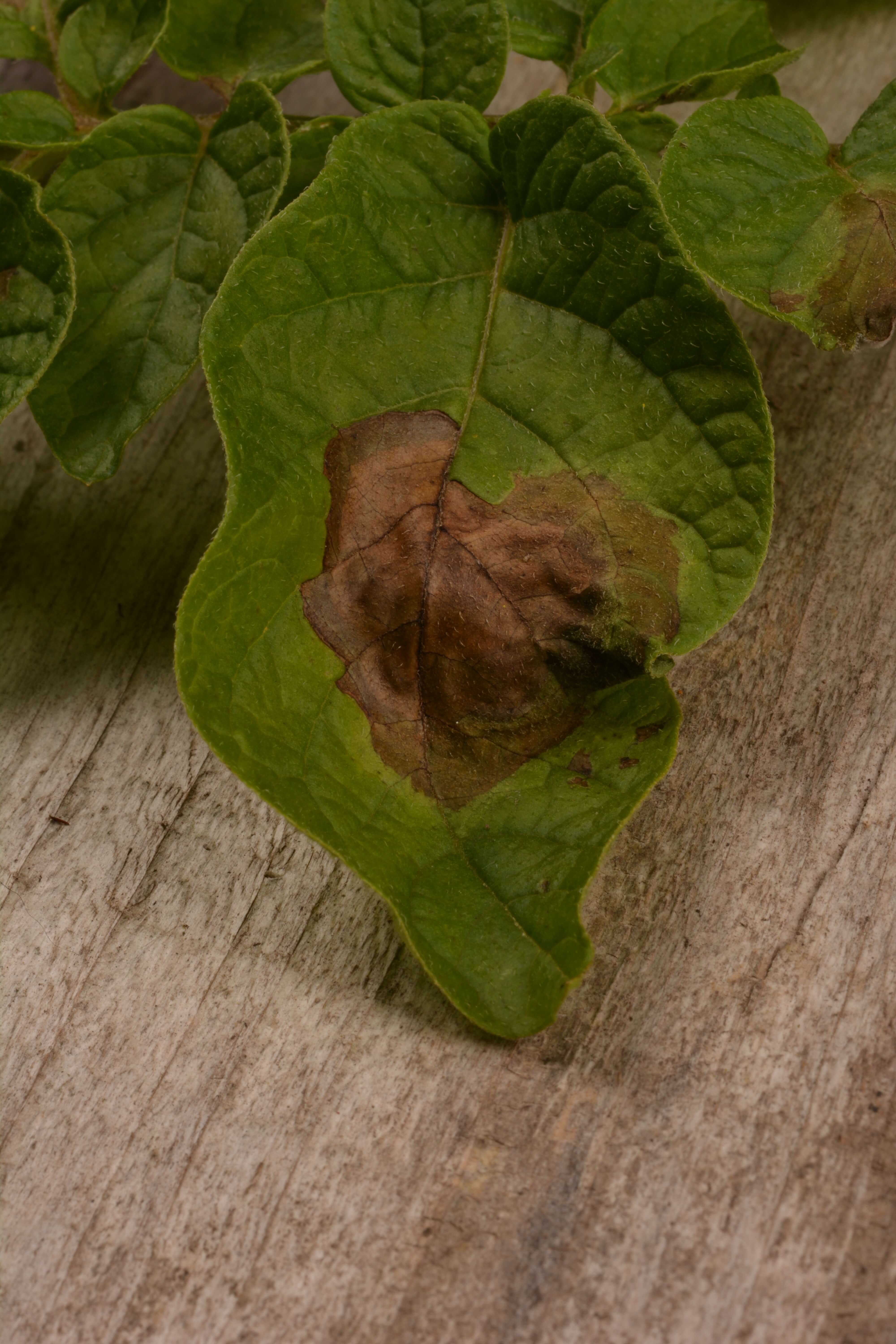 Mana cartofului, atac pe frunză (Phytophthora infestans)
