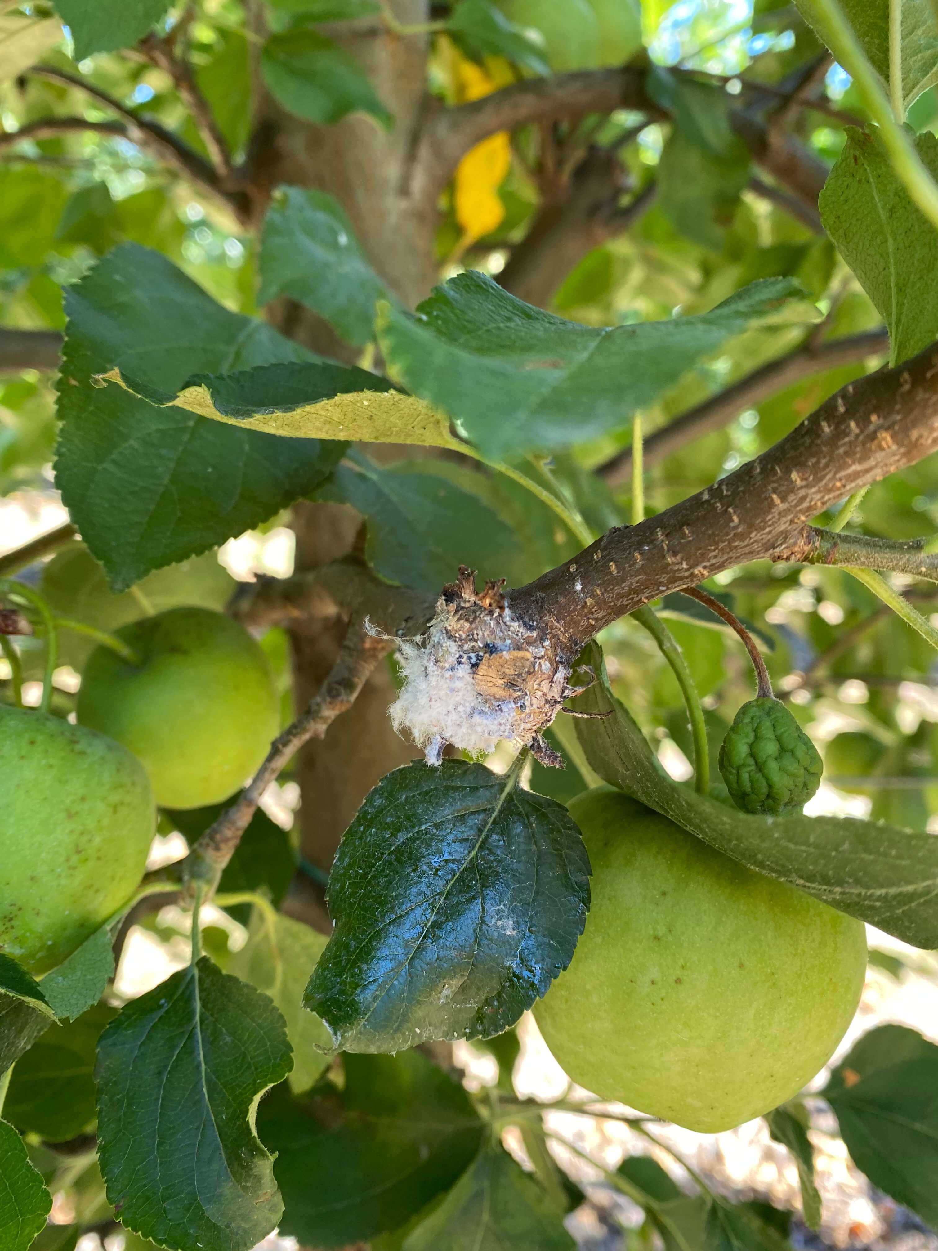 Păduchele lânos la măr (Eriosoma lanigerum)