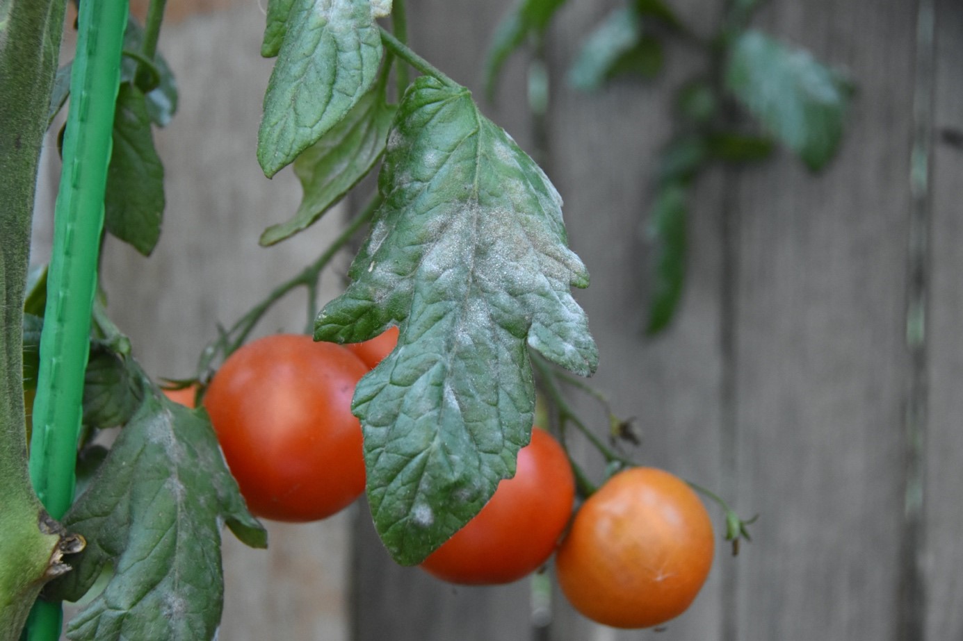 Făinarea tomatelor (Leveillula taurica)
