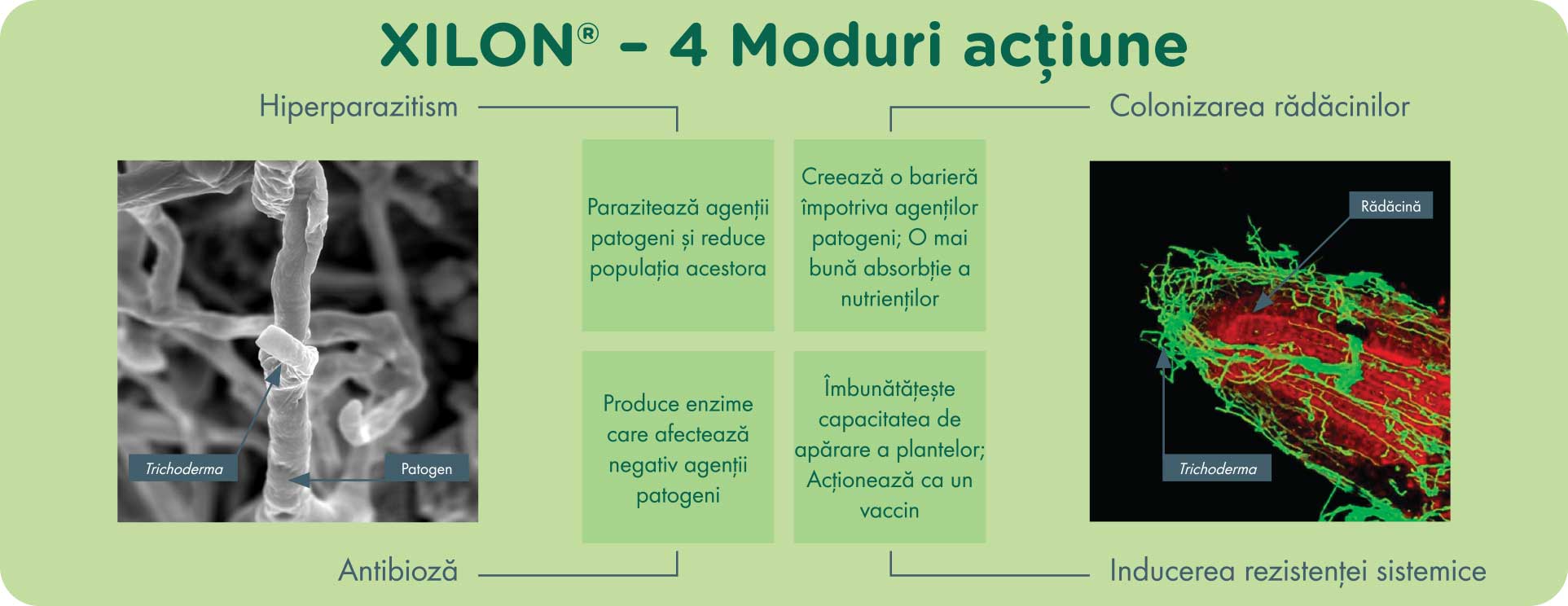 XILON - 4 moduri de acțiune