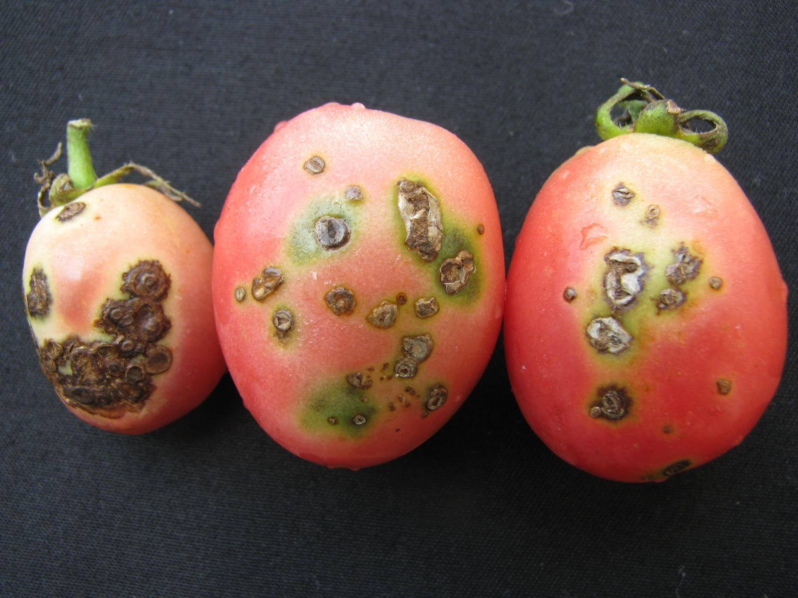 bășicarea fructelor tomatelor (Xanthomonas vesicatoria)