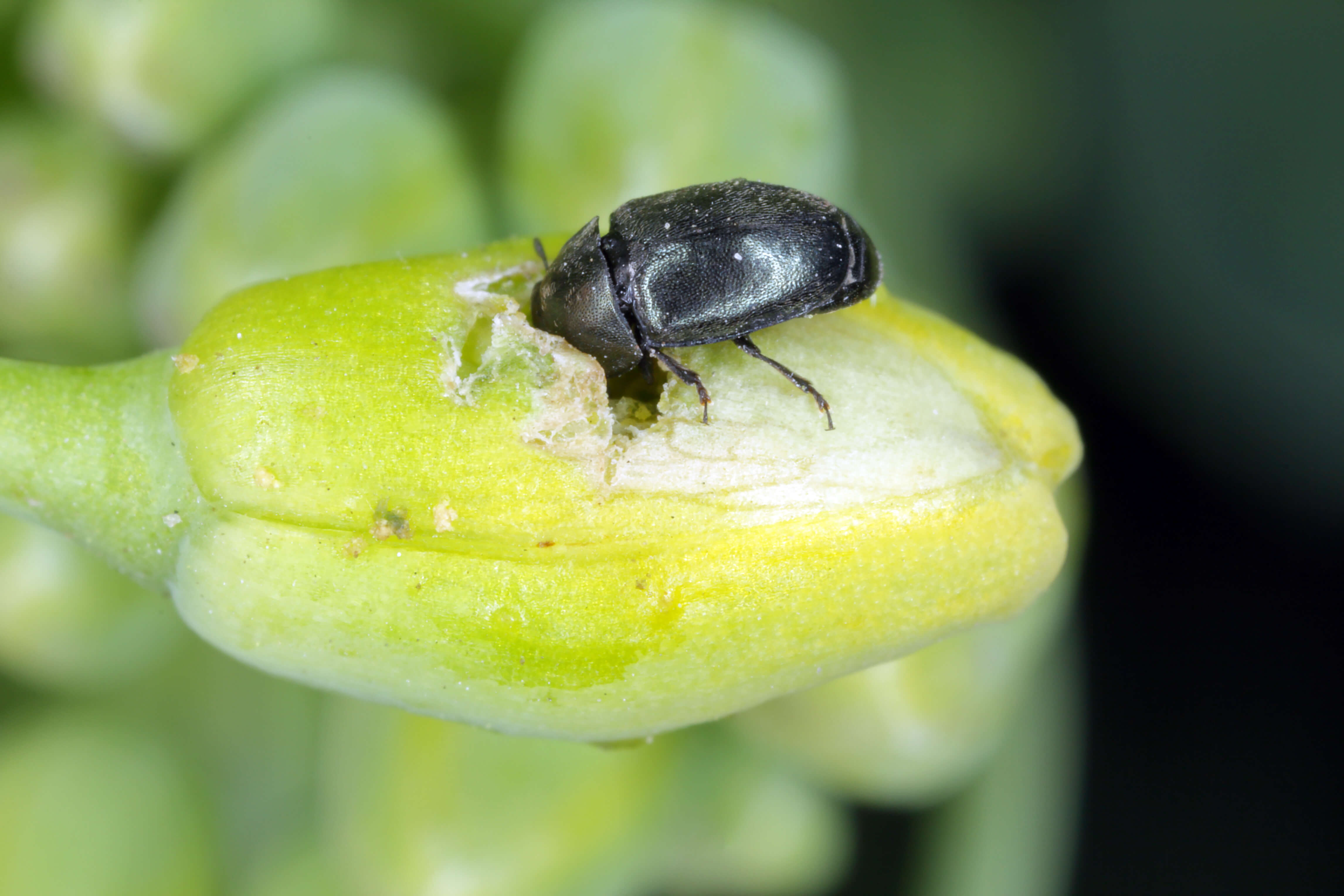Gândacul lucios (Meligethes aeneus)