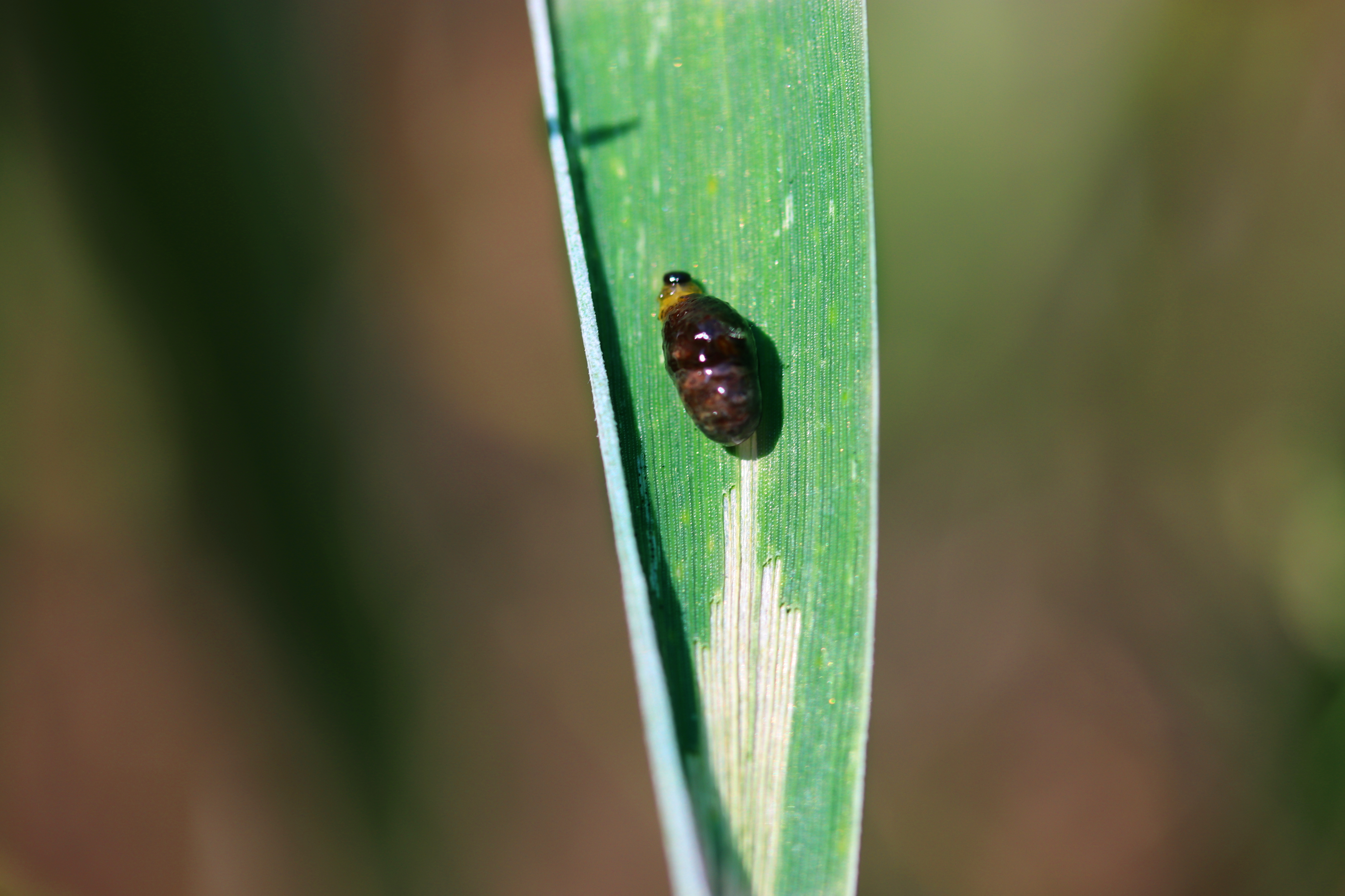 Gândacul bălos (Lema melanopa)