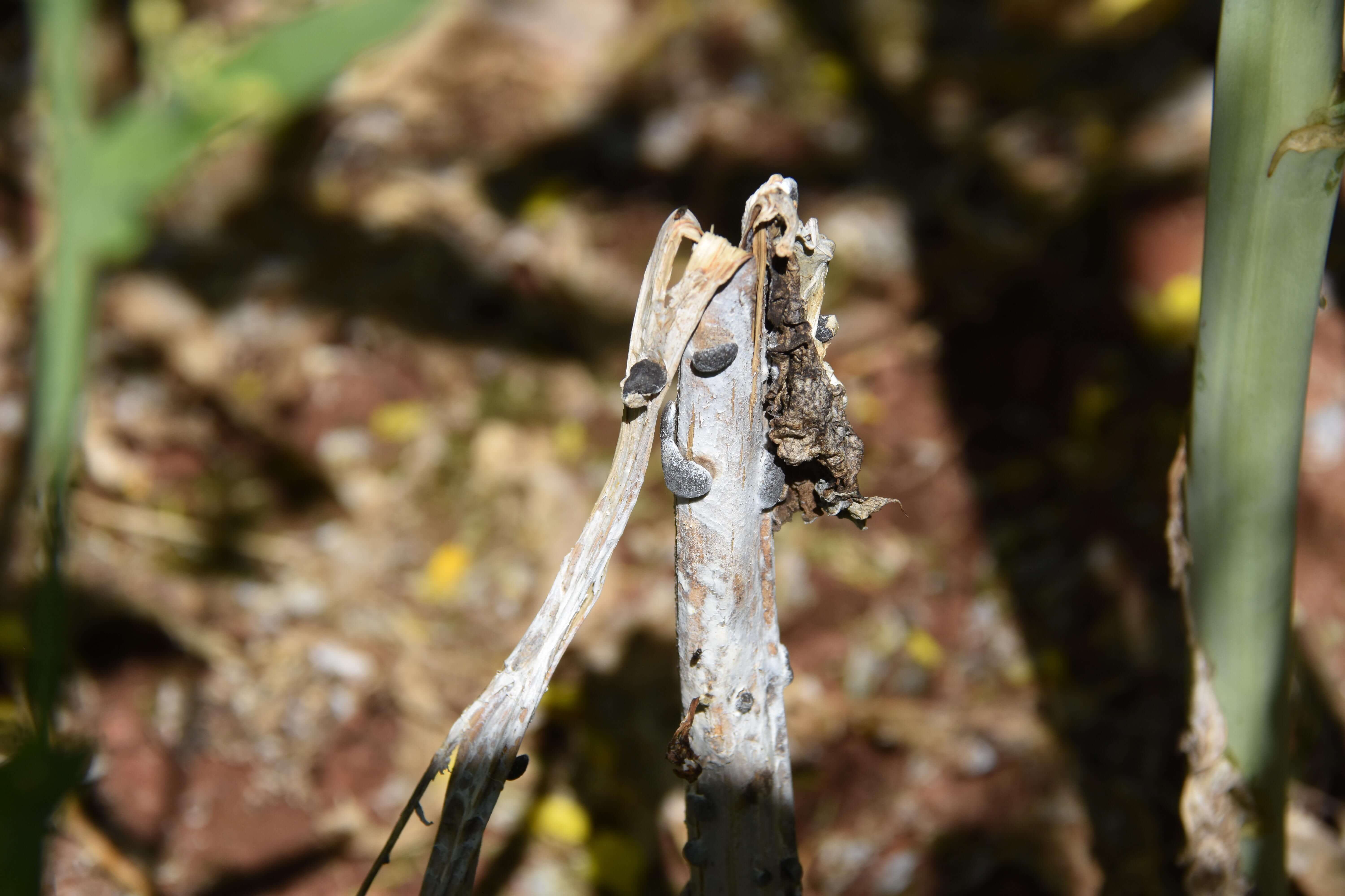 Putregaiul alb la rapiță (Sclerotinia sclerotiorum)
