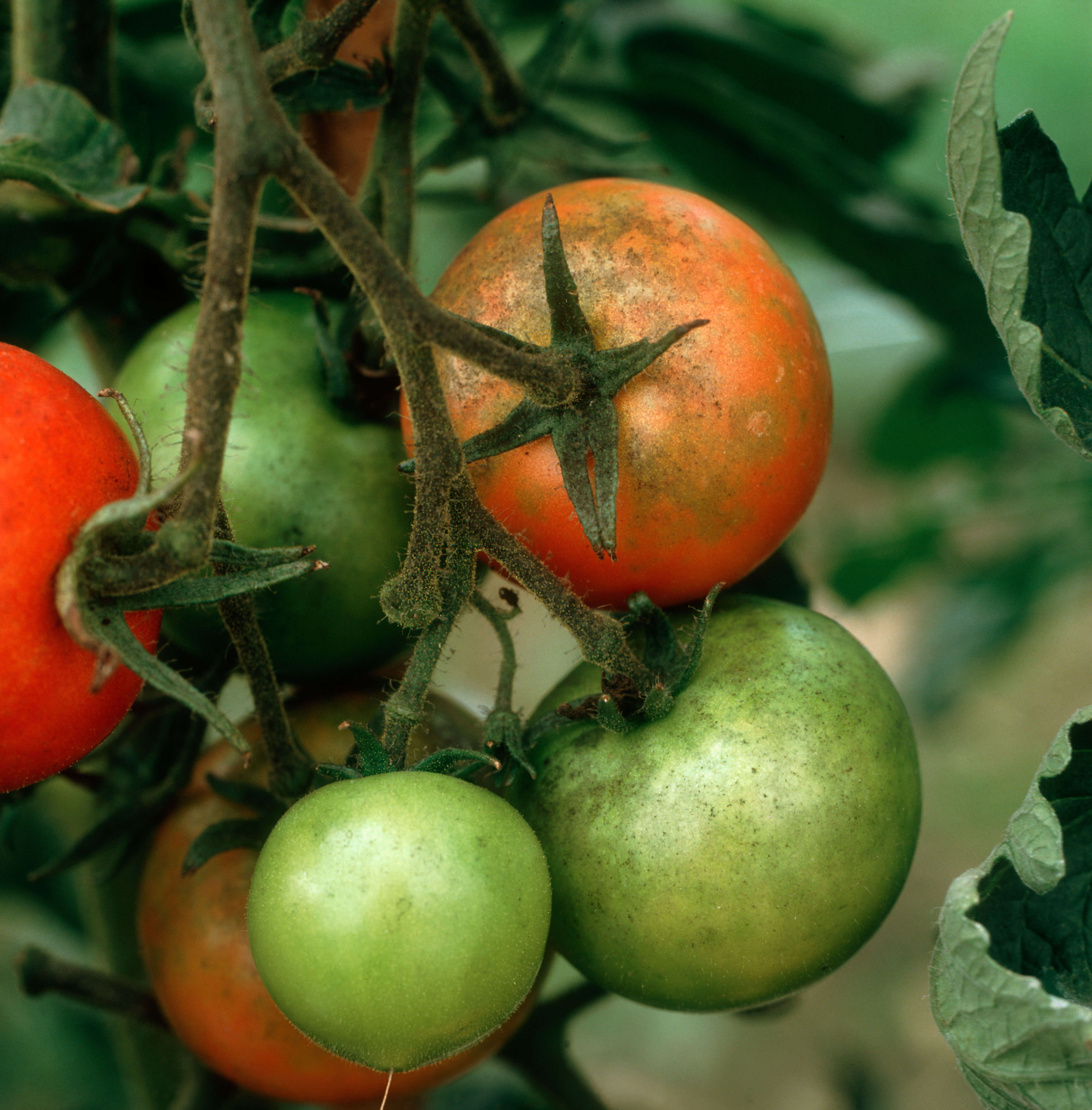 Fumagina pe frunze, tulpină și fruct la tomate, instalata pe „roua de miere” produsă de musculița albă de seră (Trialeurodes vaporariorum)