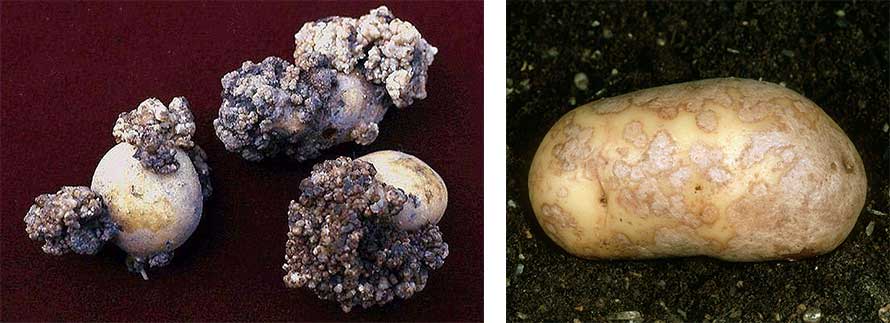Râia neagră (Synchytrium endobioticum) stânga, râia argintie (Helminthosporium solani) dreapta