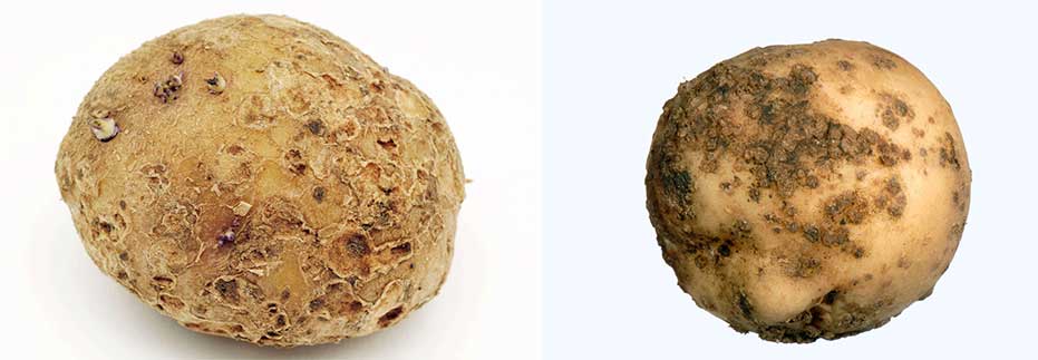 Râia comună (Streptomyces scabies) stânga, râia făinoasă (Spongospora subterranea) dreaptaRâia comună (Streptomyces scabies) stânga, râia făinoasă (Spongospora subterranea) dreapta