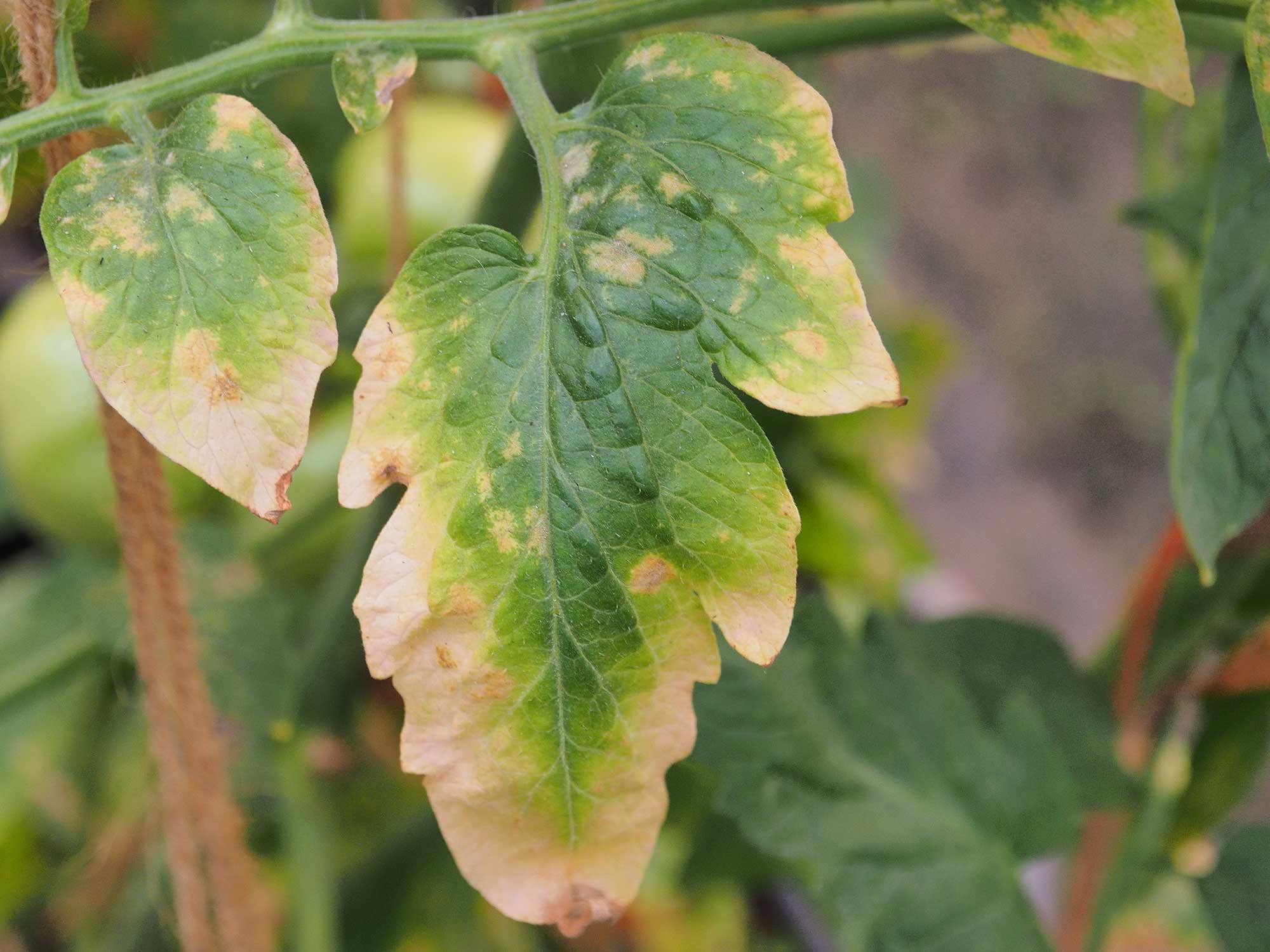 Deficiența de potasiu la tomate poate fi remediată cu îngrășământul pentru legume Wuxal K40