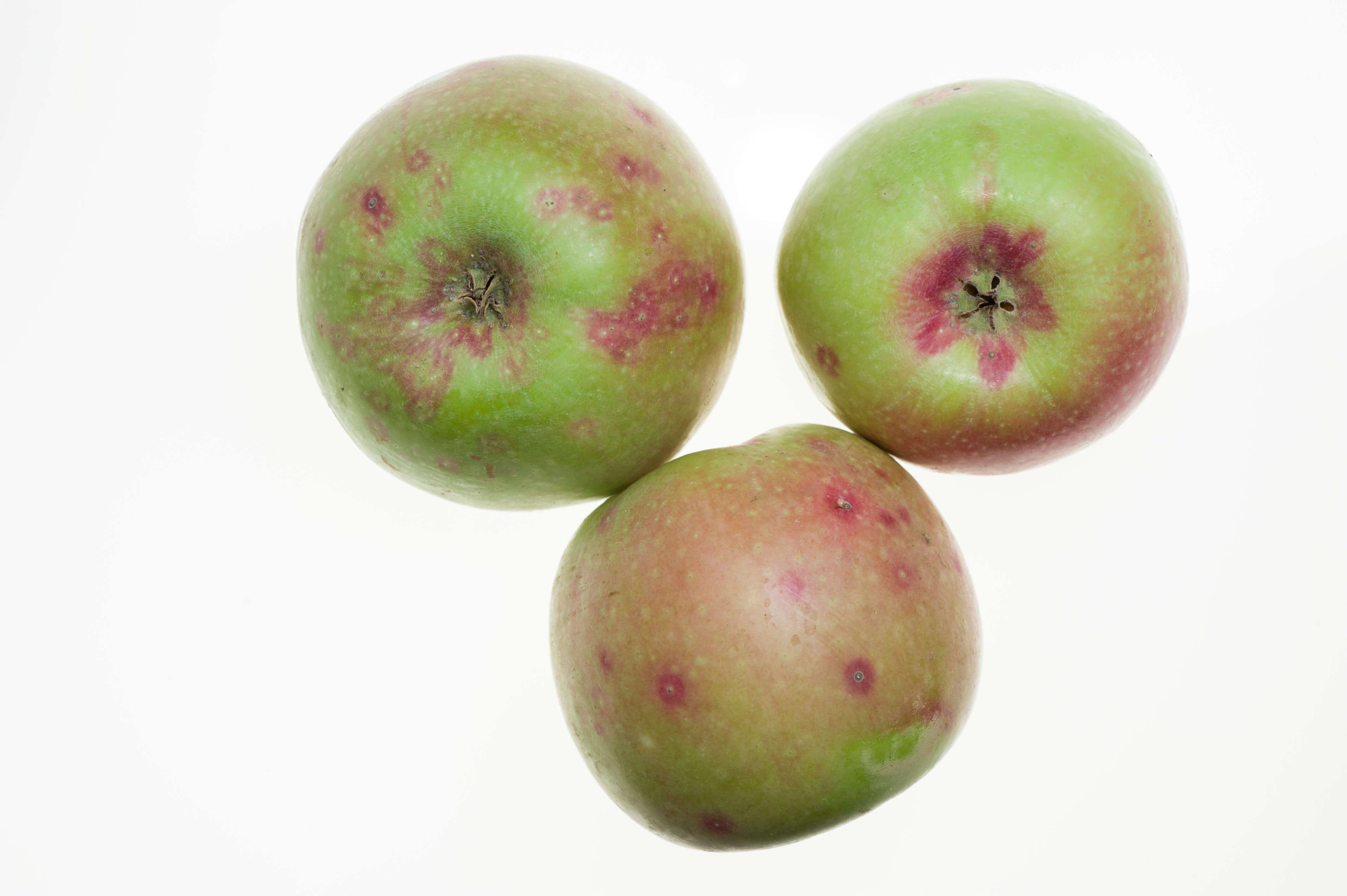Fruct (măr) cu atac de păduche din San José 