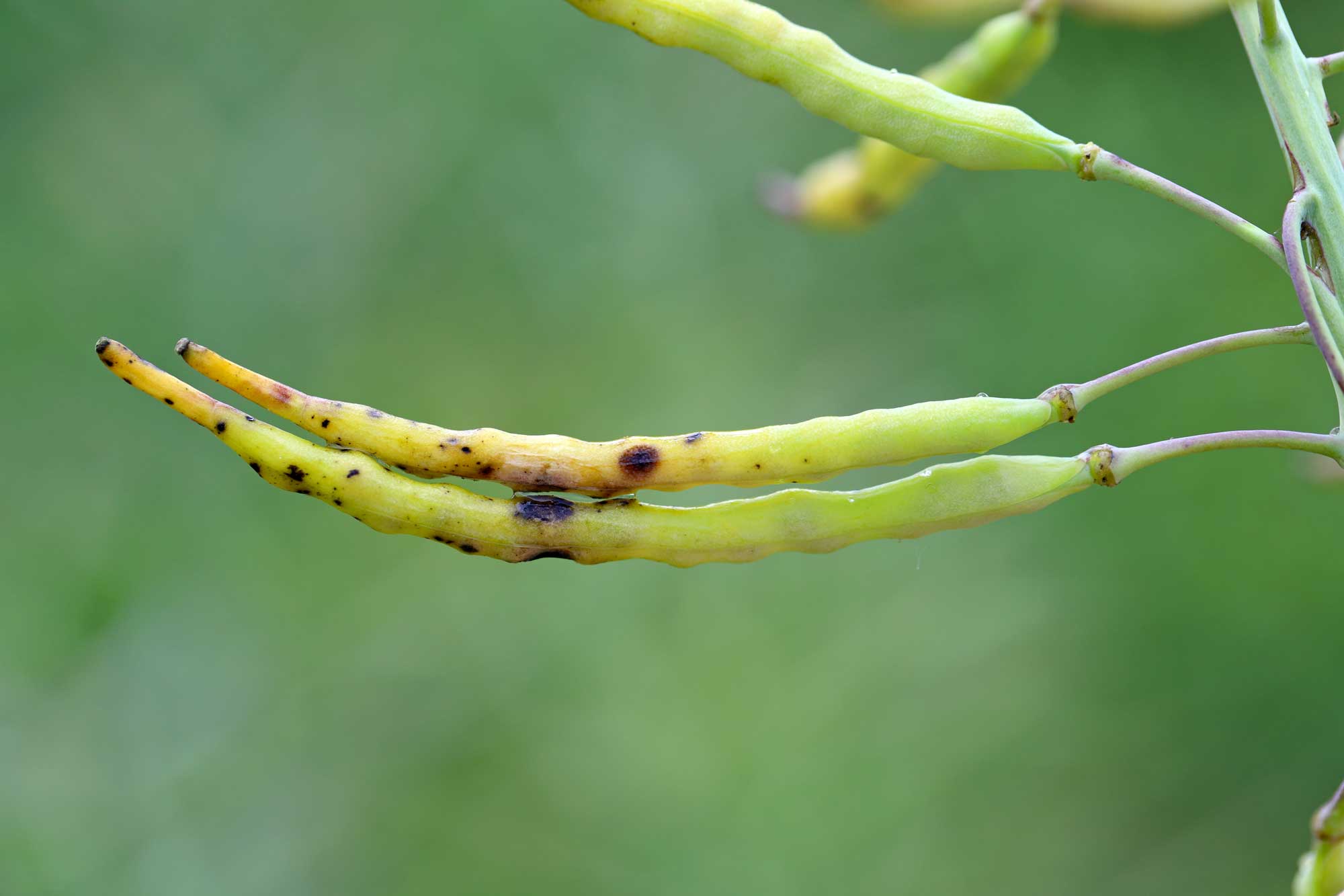 Alternaria brassicae la rapiță