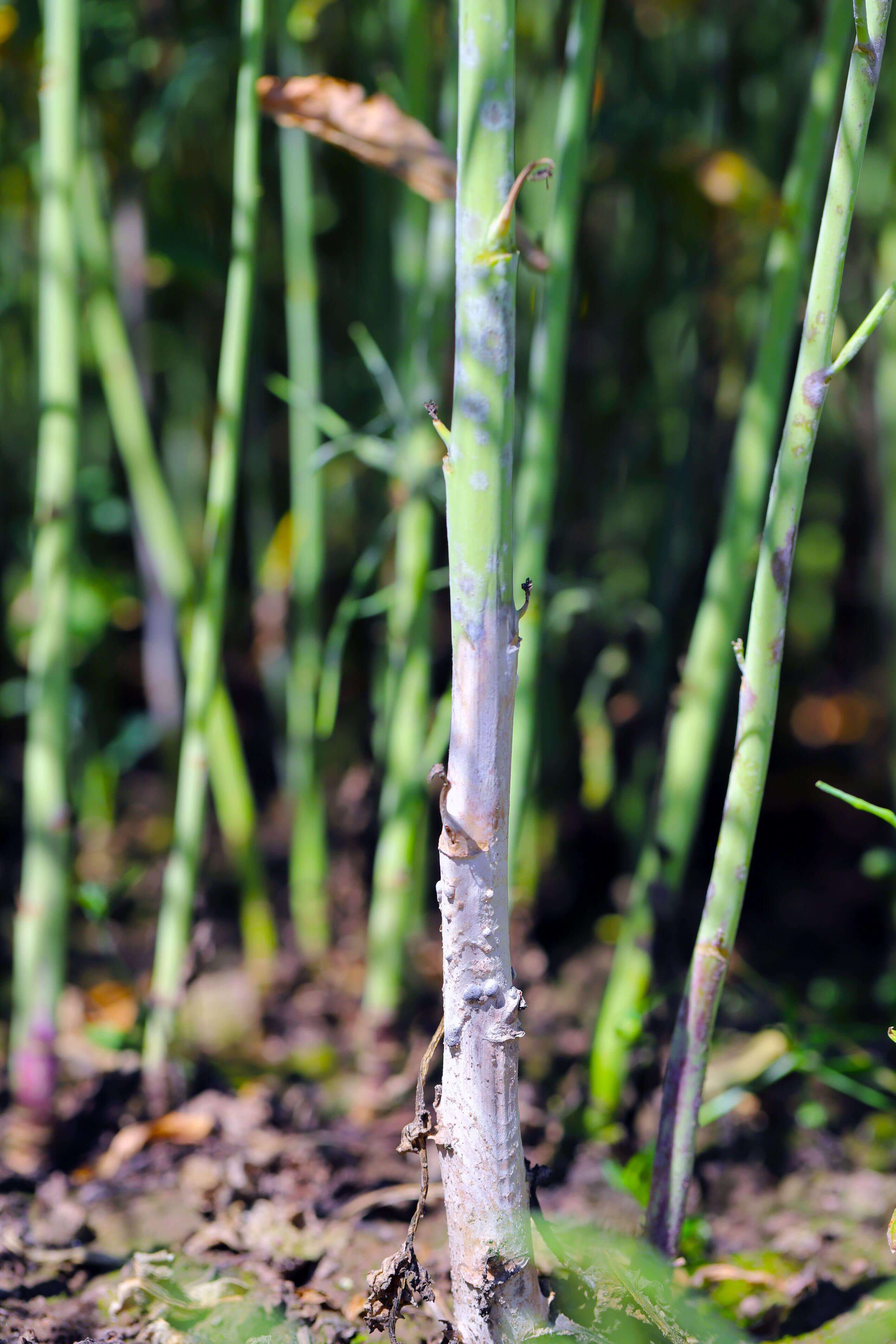 Sclerotinia sclerotiorum la rapiță