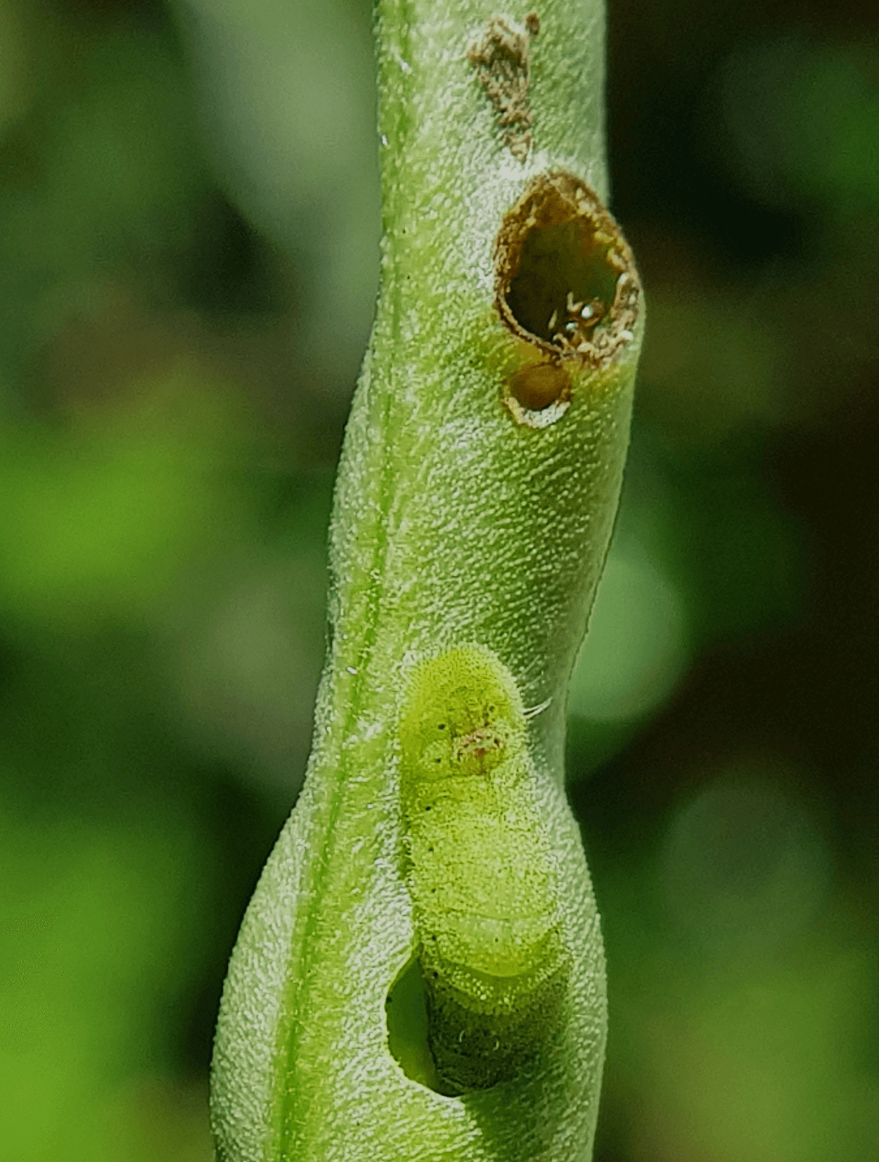 Larva moliei păstăilor (Etiella zinckenella)