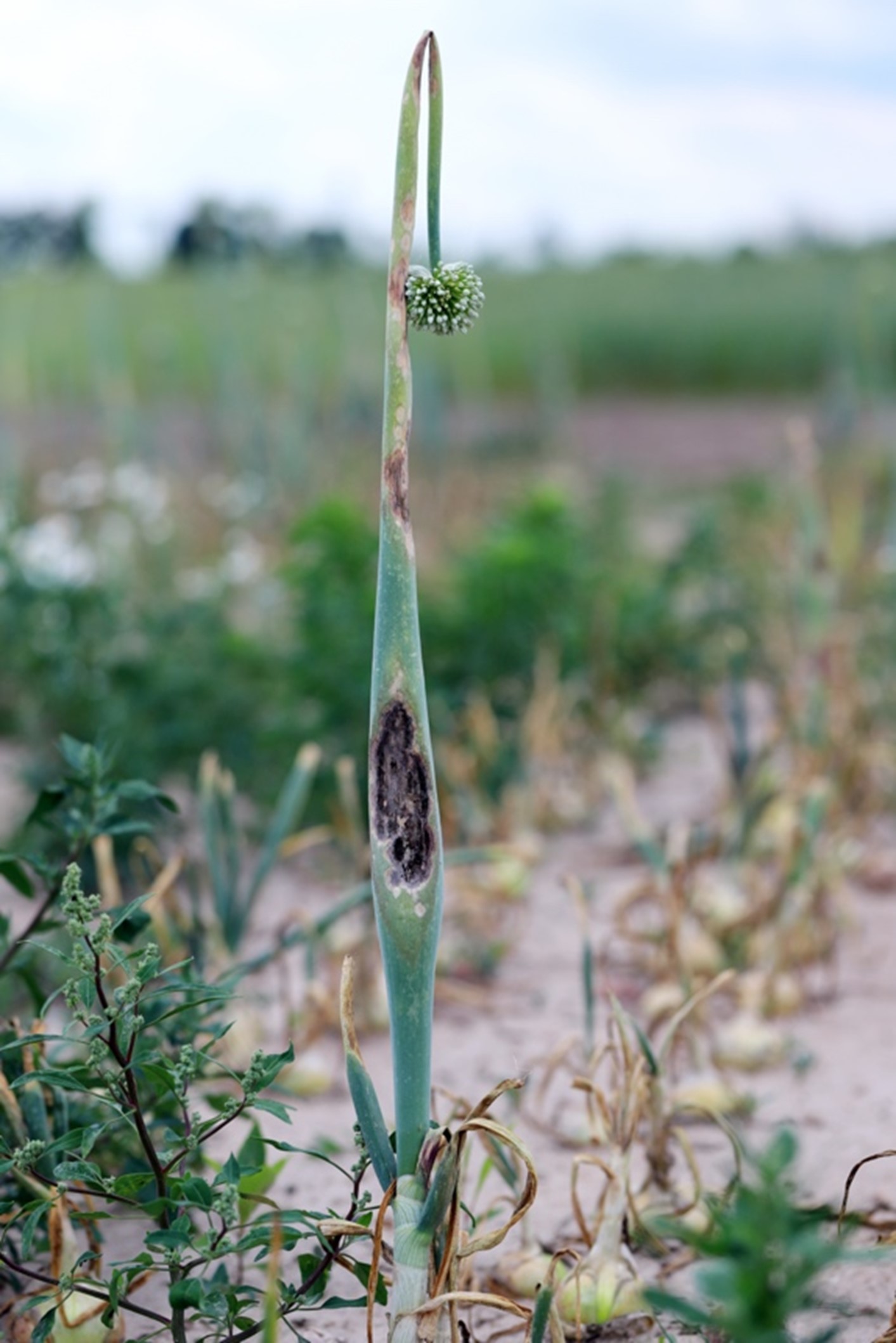Mana la ceapă (Peronospora destructor)