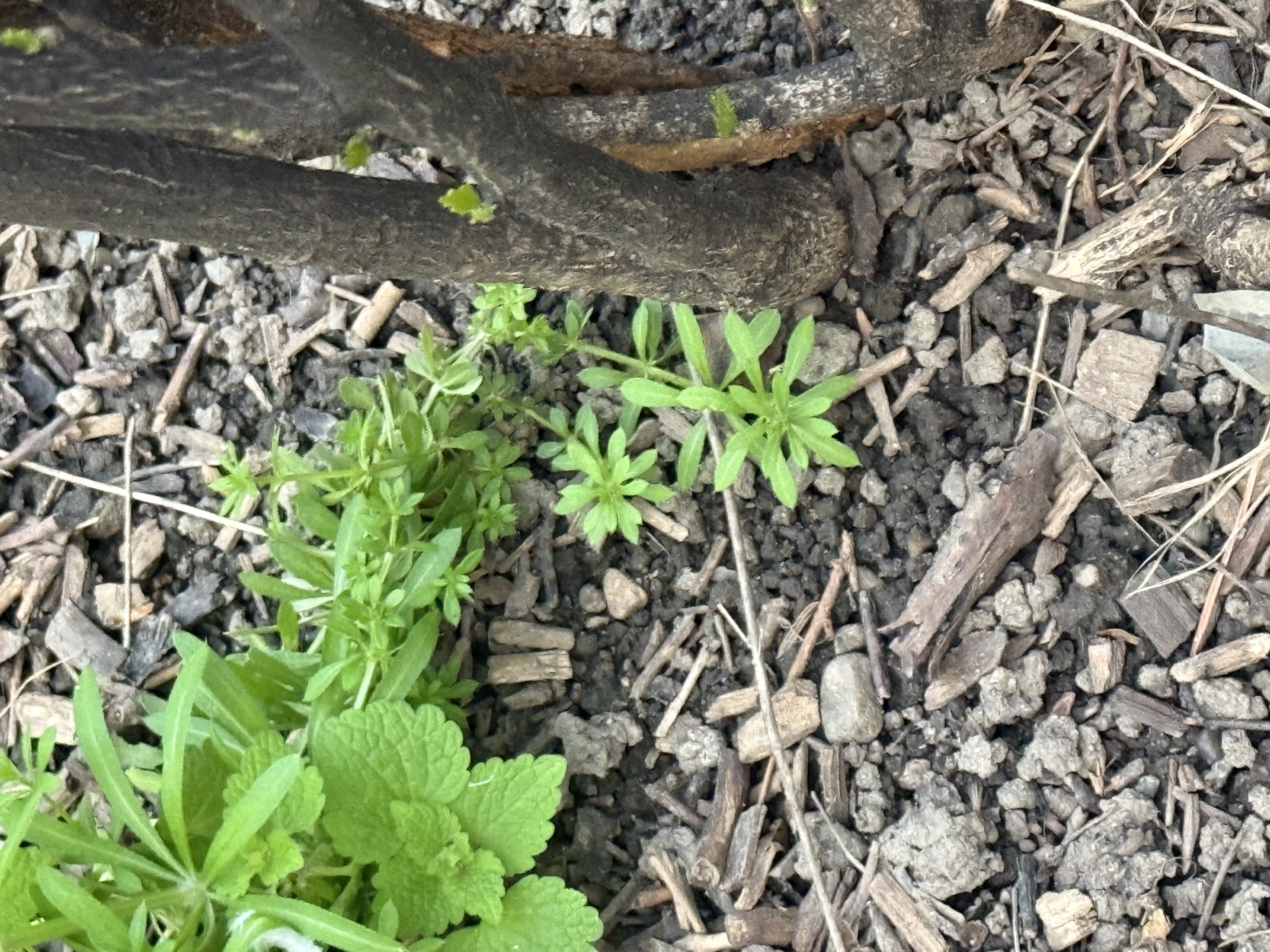 Turița (Galium aparine) și urzica moartă (Lamium amplexicaule)