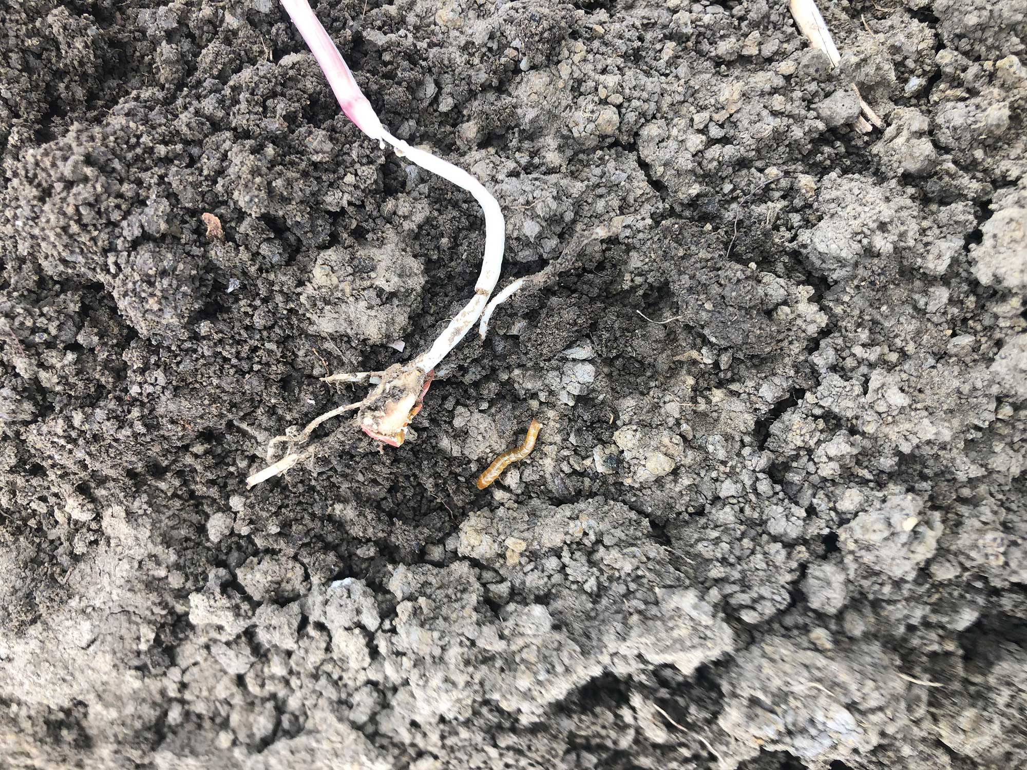 Efectele atacului viermilor s&acirc;rmă la porumb 