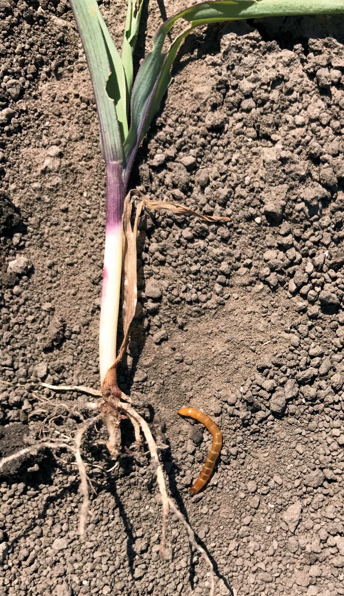 Planta de porumb afectată de atacul viermilor s&acirc;rmă